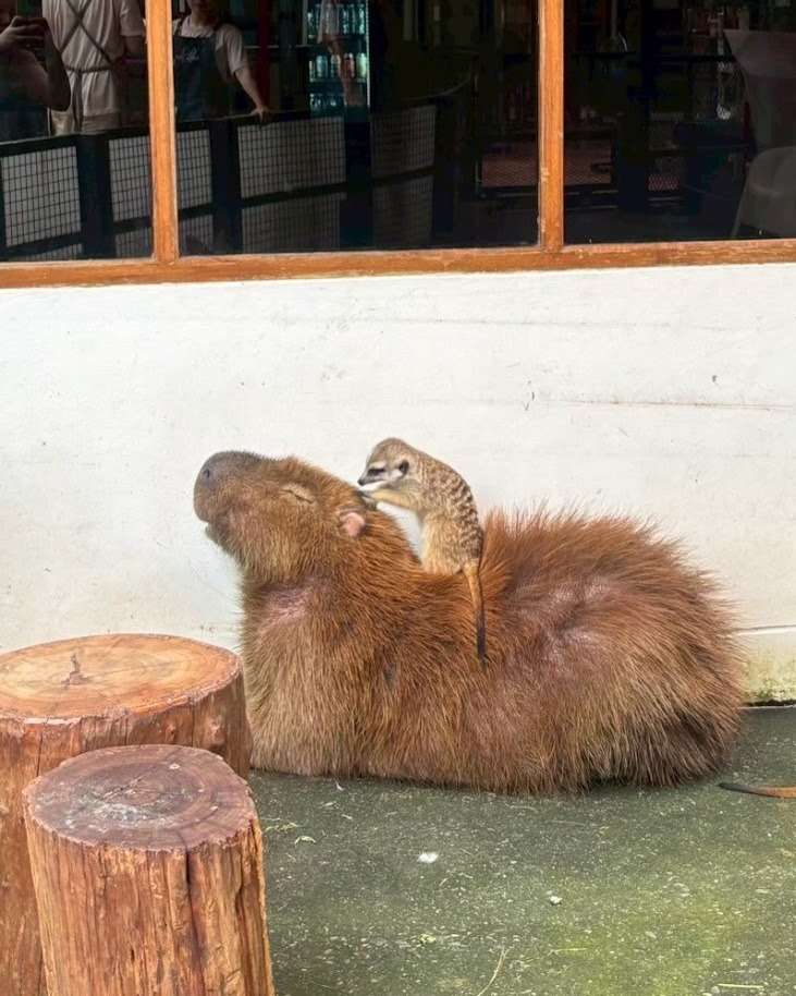 Photo 2 de Little Zoo Garden Capybara, 276 Soi On Nut 17, Lane 6, On Nut, Khet Suan Luang, Krung Thep Maha Nakhon 10250, Thaïlande
