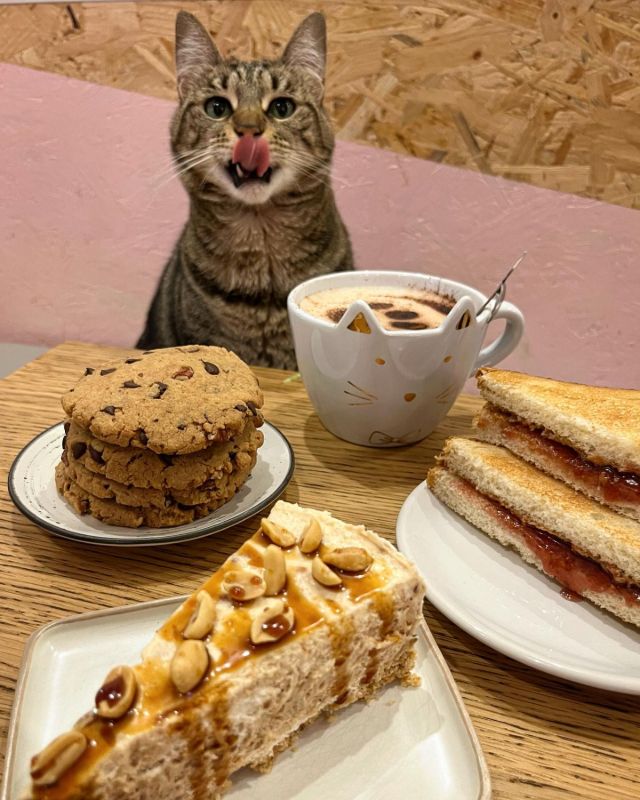 Meow Cats Café, café à Aix-en-Provence