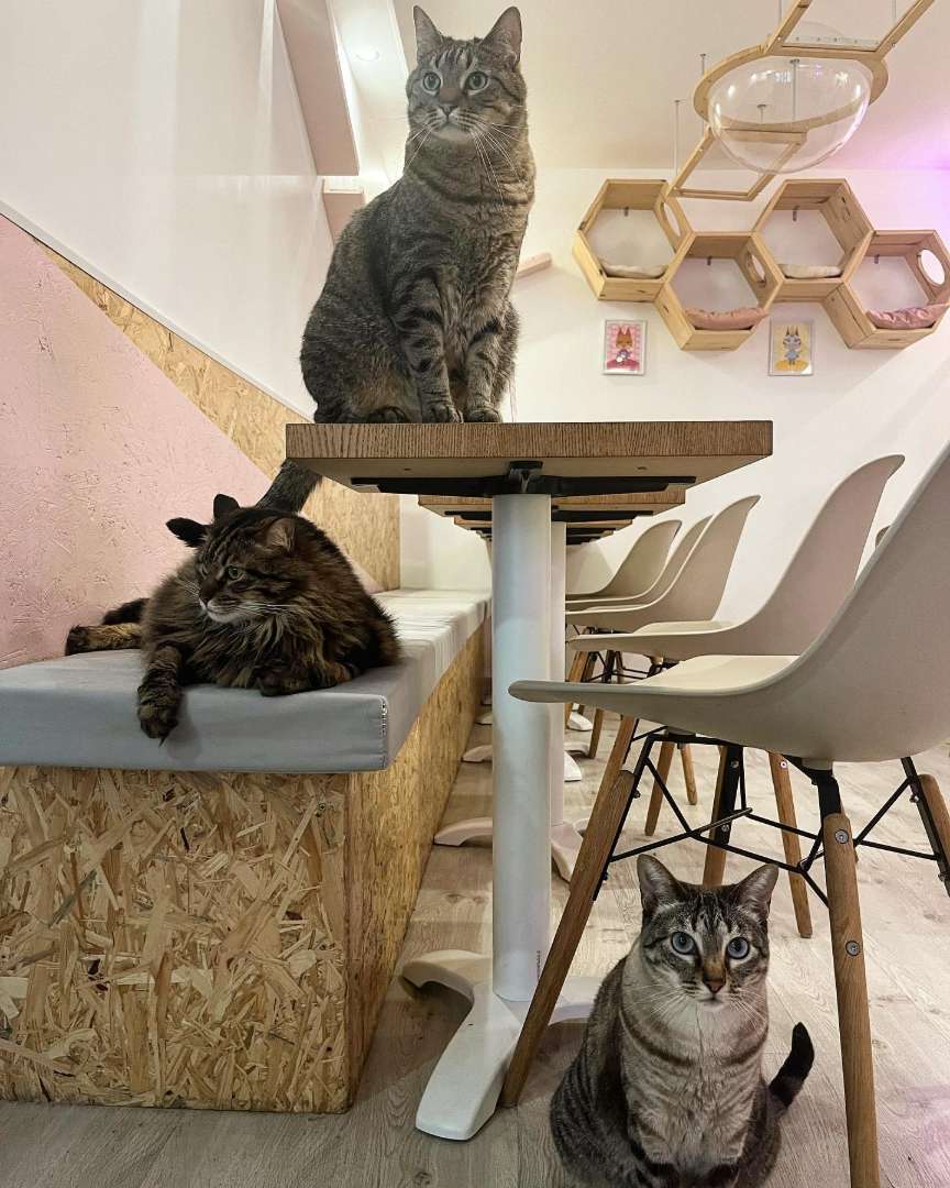 Photo 2 of Meow Cats Café, 10 Rue Fonderie