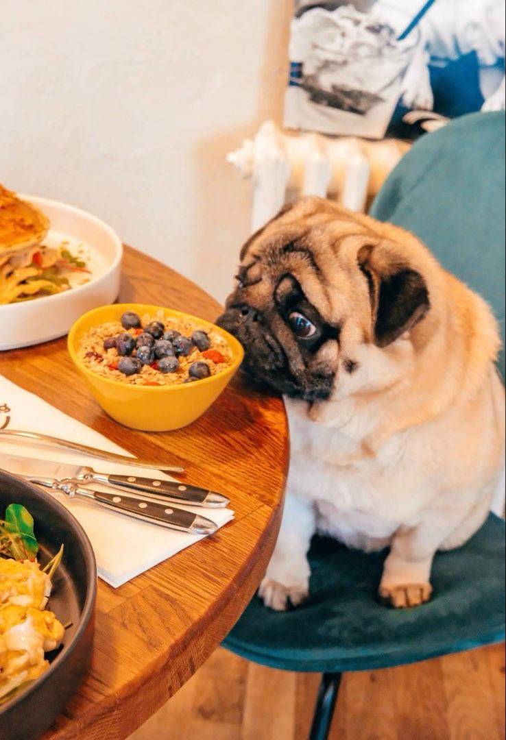 Milk & Pug