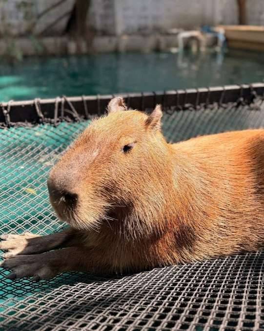 Little Zoo Garden Capybara, café in Bangkok