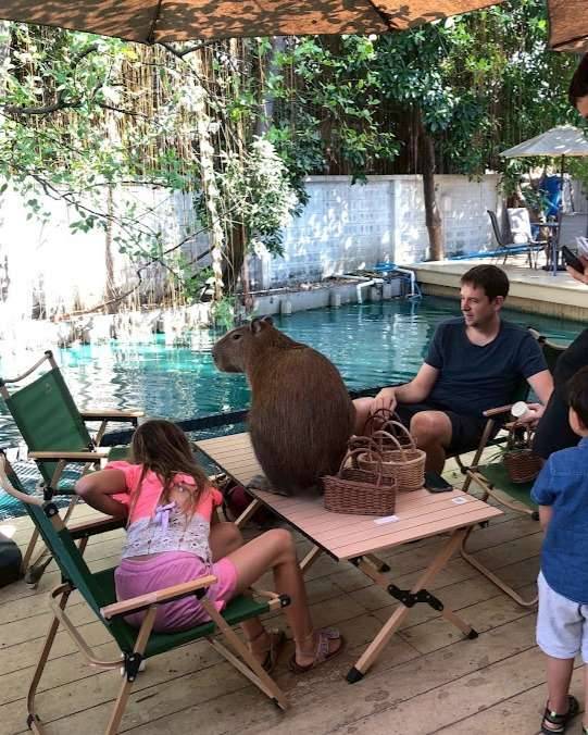 Photo 2 of Little Zoo Garden Capybara, 276 Soi On Nut 17, Lane 6, On Nut, Khet Suan Luang, Krung Thep Maha Nakhon 10250, Thaïlande