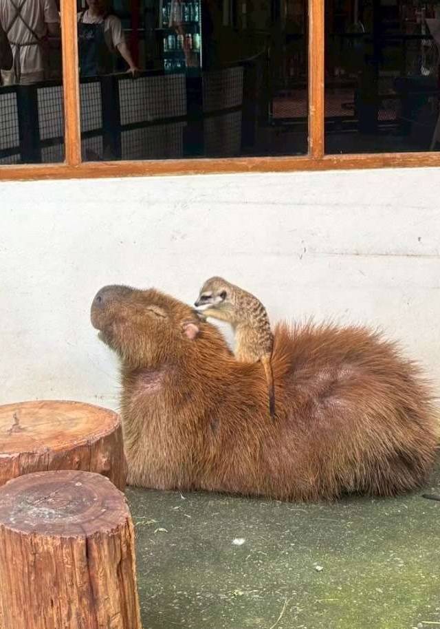 Photo 1 of Little Zoo Garden Capybara, 276 Soi On Nut 17, Lane 6, On Nut, Khet Suan Luang, Krung Thep Maha Nakhon 10250, Thaïlande